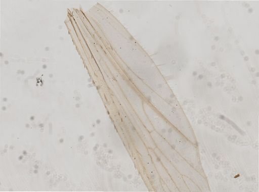 Culicidae