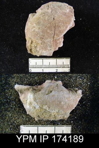 Linoproductus cora