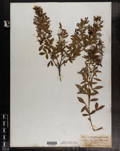 Plantae