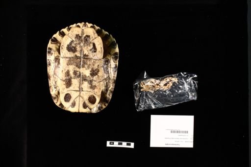 Trachemys scripta