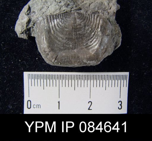 Leptaena rhomboidalis