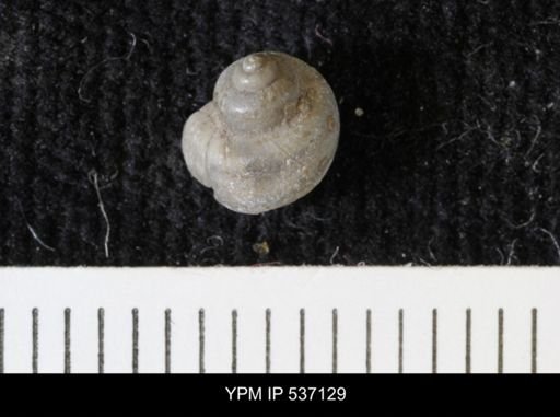 Viviparus montanaensis