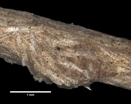 Radicipes sp.