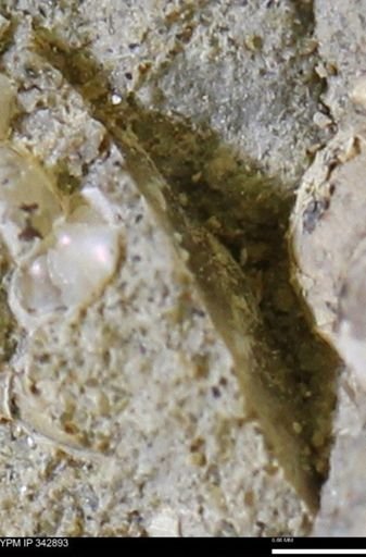 undet. Mollusca