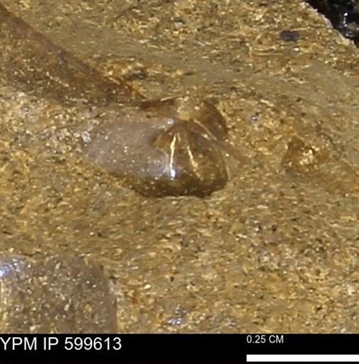 Protocardia subquadrata