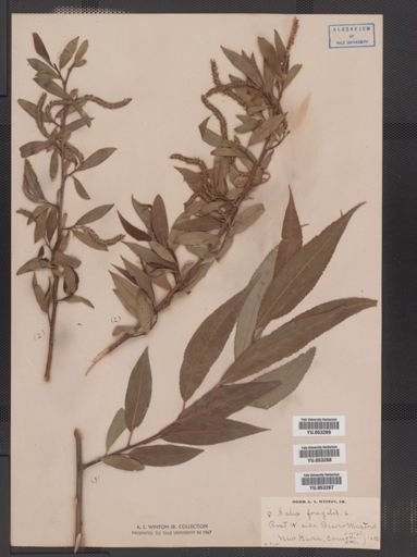 Salix fragilis