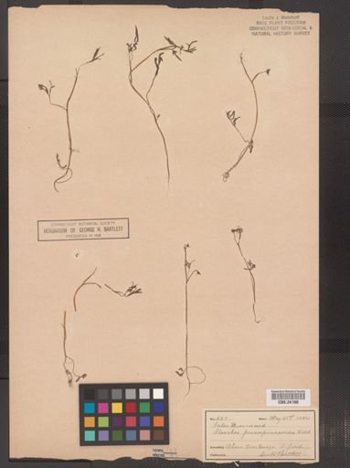 Floerkea proserpinacoides