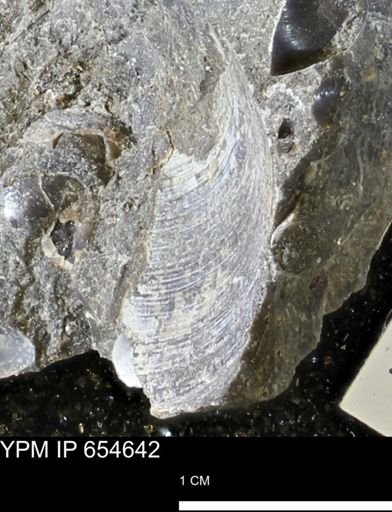 Mollusca