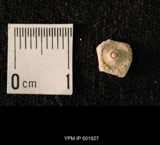 Archaeocidaris sp.