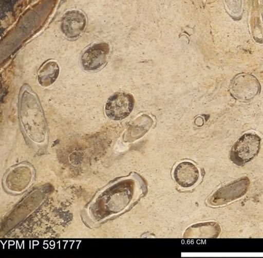 Serpulidae