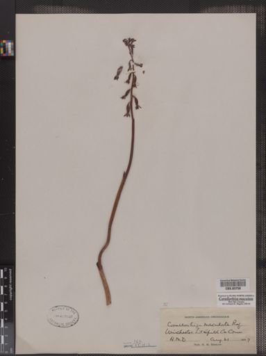 Corallorhiza maculata