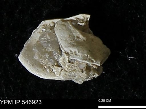Anomia aculeata