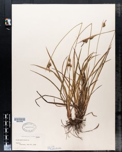 Carex pallescens