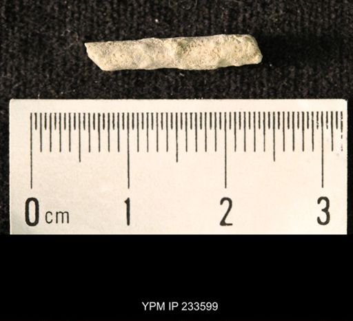Archaeocidaris sp.