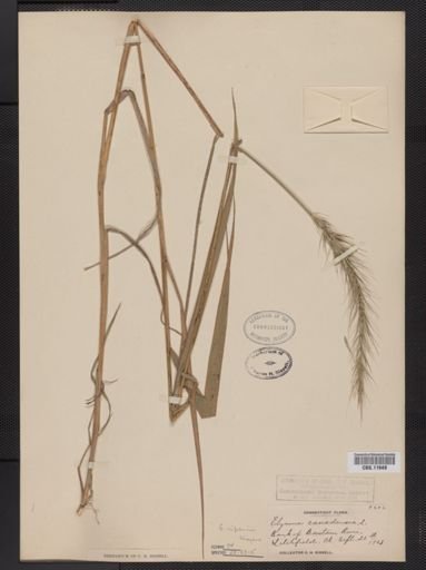 Elymus riparius