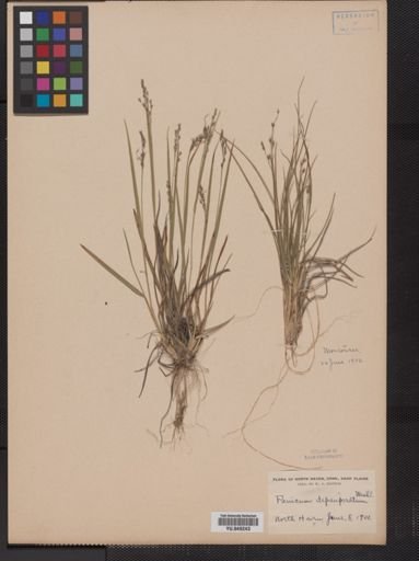 Panicum depauperatum