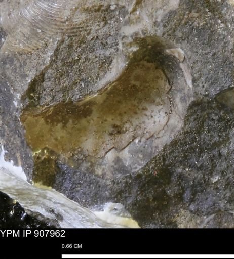 undet. Mollusca