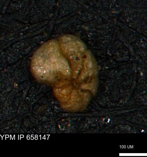 Alveolophragmium linki
