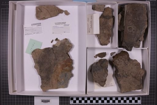 mixed taxa, stratigraphic collection