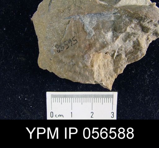 Leptostrophia beckii