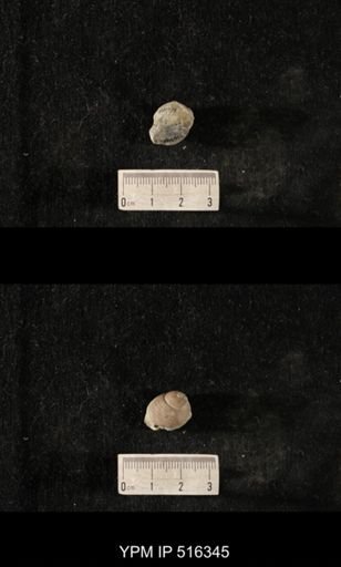 Cyclonema humerosum