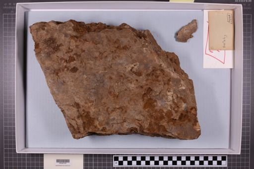 mixed taxa, stratigraphic collection