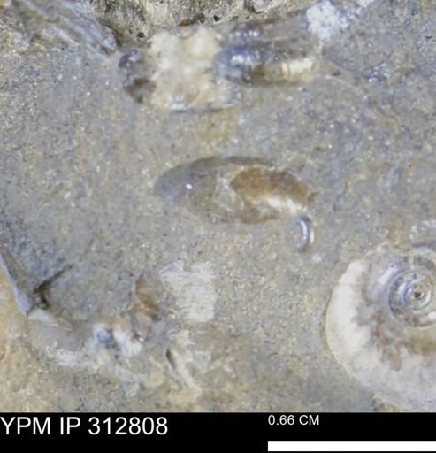 undet. Bivalvia