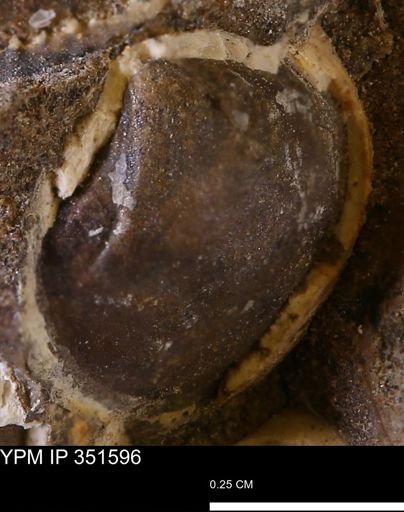 undet. Bivalvia