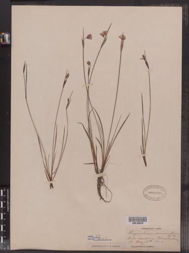 Sisyrinchium mucronatum