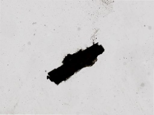 Chaetocladium?