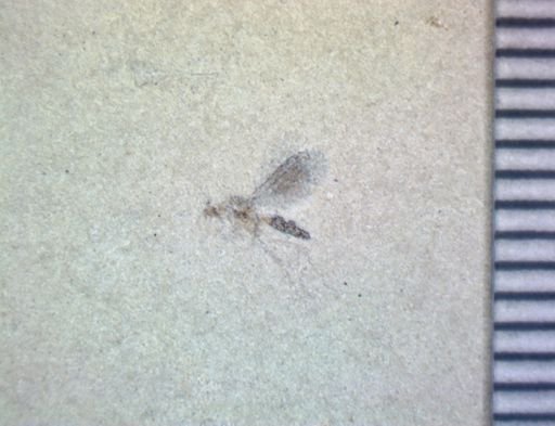 undet. Diptera