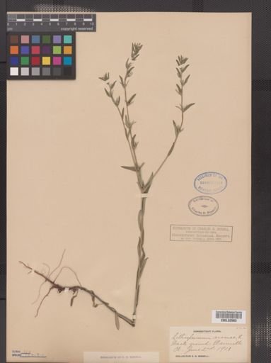 Lithospermum arvense