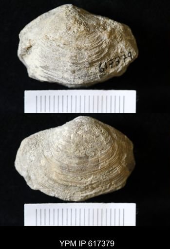 Dosiniopsis deweyi