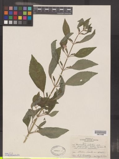 Mimulus alatus