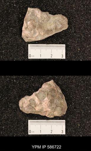 Rhynchotrema minnesotensis