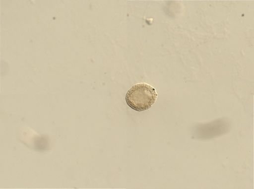 Branchiostoma