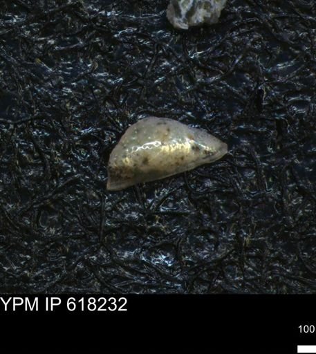 undet. Ostracoda