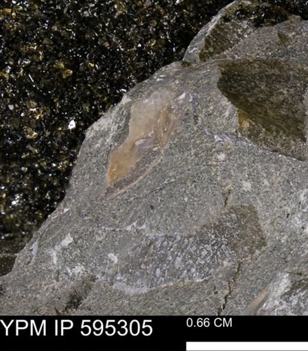 undet. Mollusca