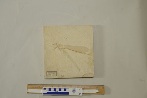 Isophlebia aspasia