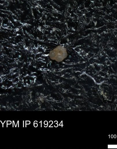 undet. Rugoglobigerinidae