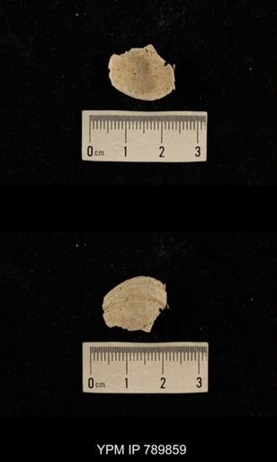 undet. Brachiopoda