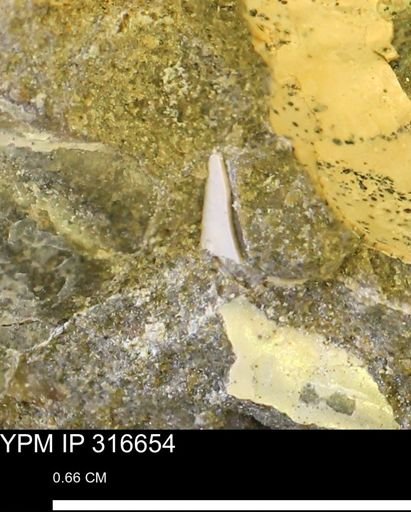 undet. Mollusca