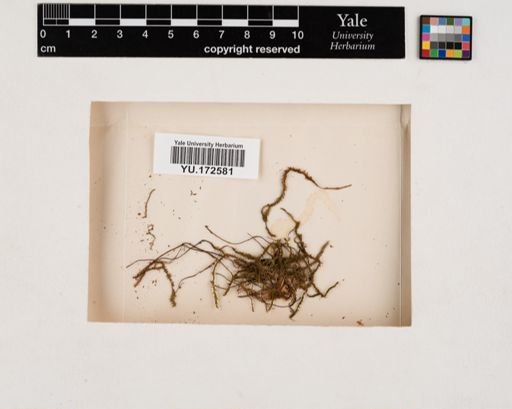 Plantae
