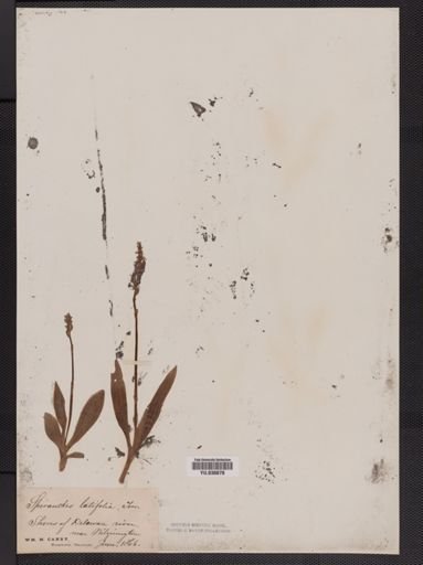 Spiranthes lucida