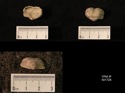 Marginifera lasallensis