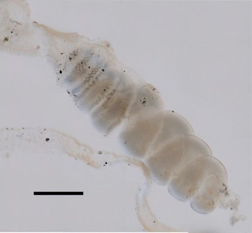 Resomia ornicephala