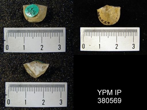Cyrtia cyrtiniformis