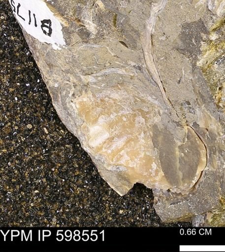 Inoceramus sp.