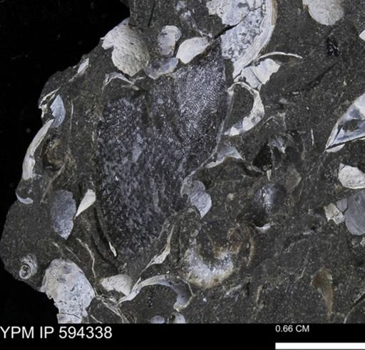 Discoscaphites?