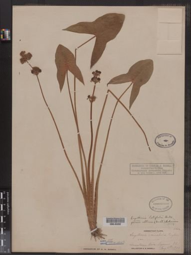 Sagittaria latifolia